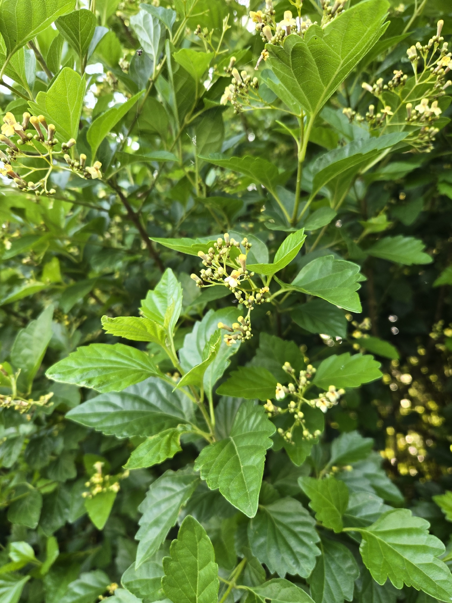 Imagem de Premna microphylla