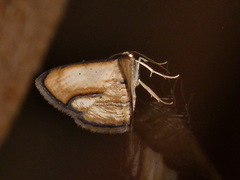 Campatonema tapantia