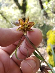 Fritillaria micrantha