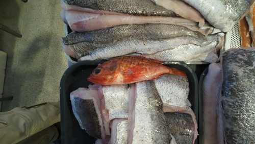 Chilean rockfish (Helicolenus lengerichi) — Sebastidae