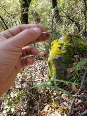 Fritillaria micrantha