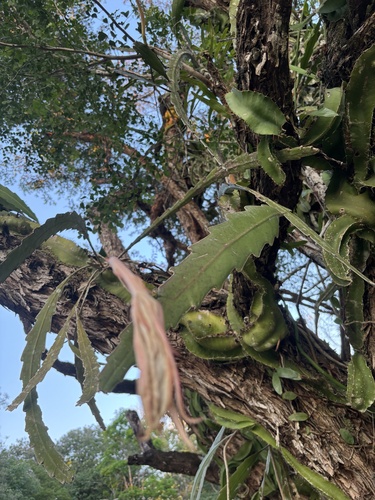 Epiphyllum hookeri, photograph 6