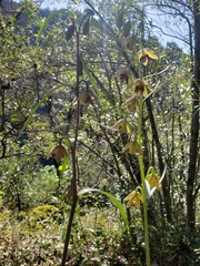 Fritillaria micrantha