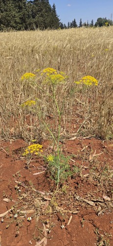 False Fennel
