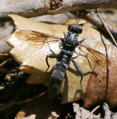 Miltinus viduatus