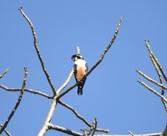 Microhierax fringillarius