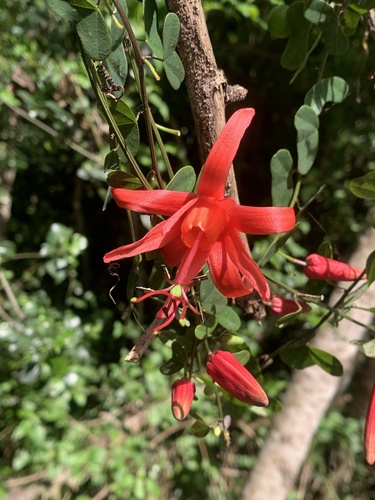 Virgin Island passionflower