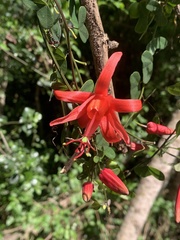 Passiflora murucuja