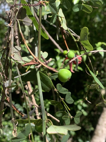 Passiflora murucuja, photograph 2
