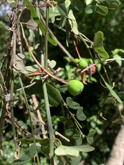 Passiflora murucuja, photograph (c) Dairon Cuevas Riveras, some rights reserved (CC BY-SA)