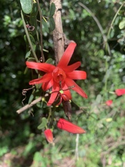 Passiflora murucuja, photograph (c) Dairon Cuevas Riveras, some rights reserved (CC BY-SA)
