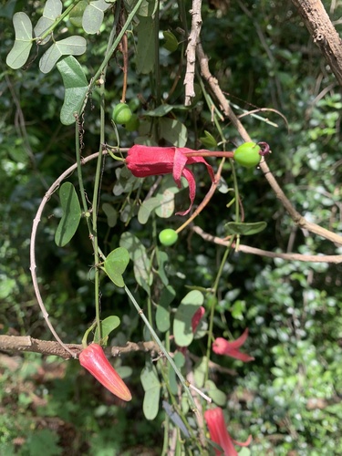 Passiflora murucuja, photograph 4