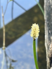 Eleocharis elegans, photograph (c) Daniel Acosta, some rights reserved (CC BY)