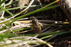 Lasioglossum