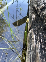Eleocharis elegans, photograph (c) Daniel Acosta, some rights reserved (CC BY)