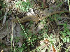 Gerrhonotus liocephalus