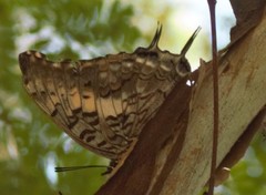Charaxes achaemenes
