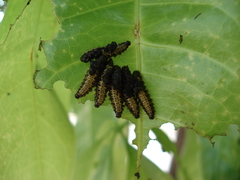 Coleoptera