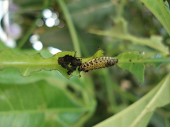 Coleoptera