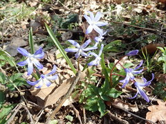 Scilla forbesii