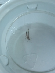 Callibaetis floridanus