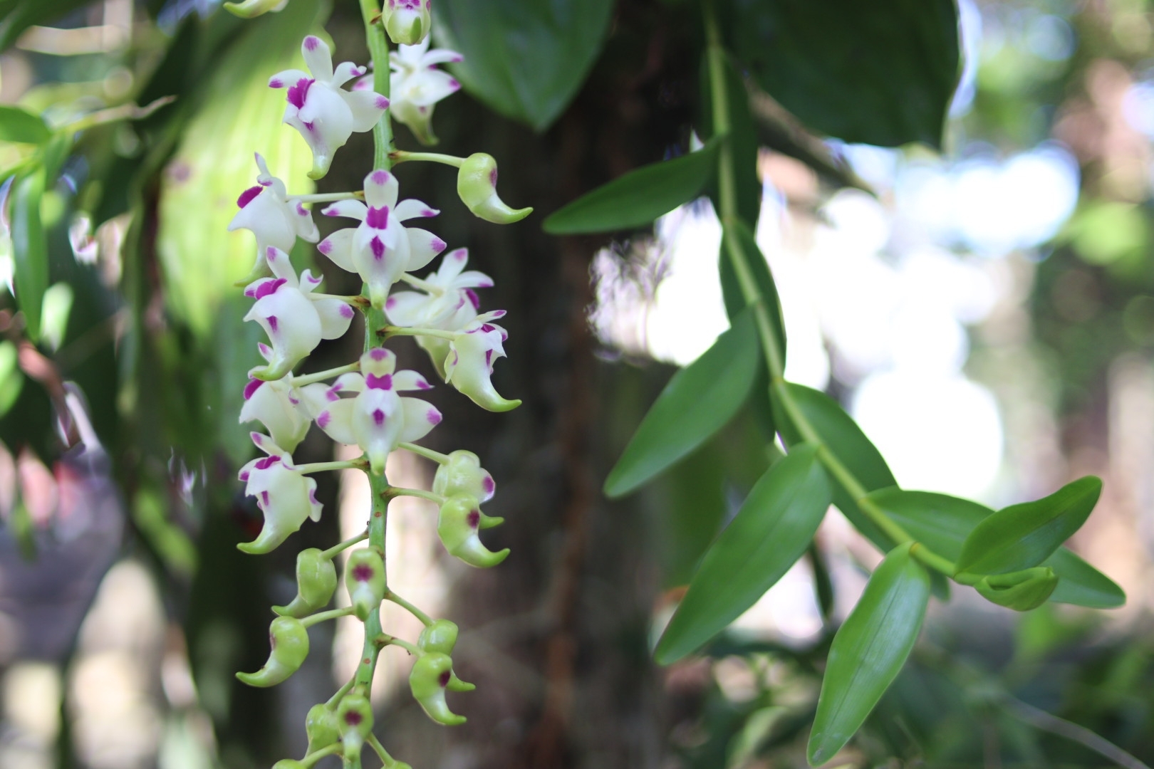 Aerides lawrenceae Rchb.f.