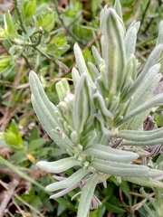 Lavandula stoechas image