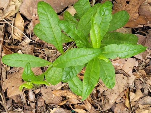 Trixis inula, photograph 2