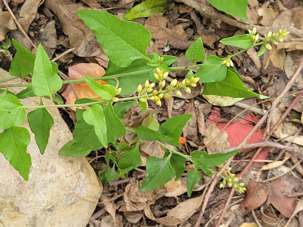 Celosia nitida; photograph (c) johnyochum, some rights reserved (CC BY)