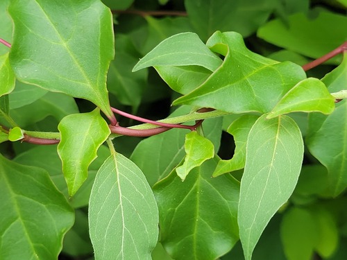 Anredera vesicaria