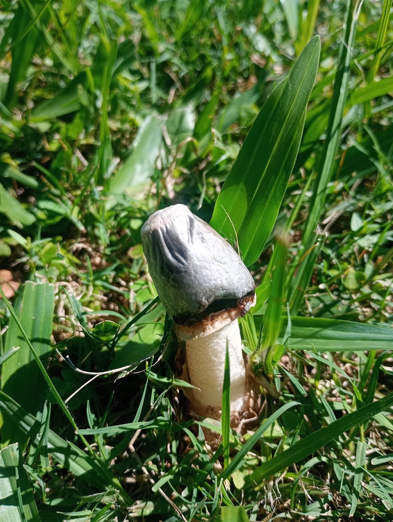 Phallus granulosodenticulatus · April 2026 · photo: © jugandoapokemon (iNaturalist, cc-by)