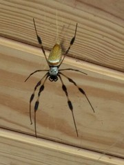 Trichonephila clavipes image