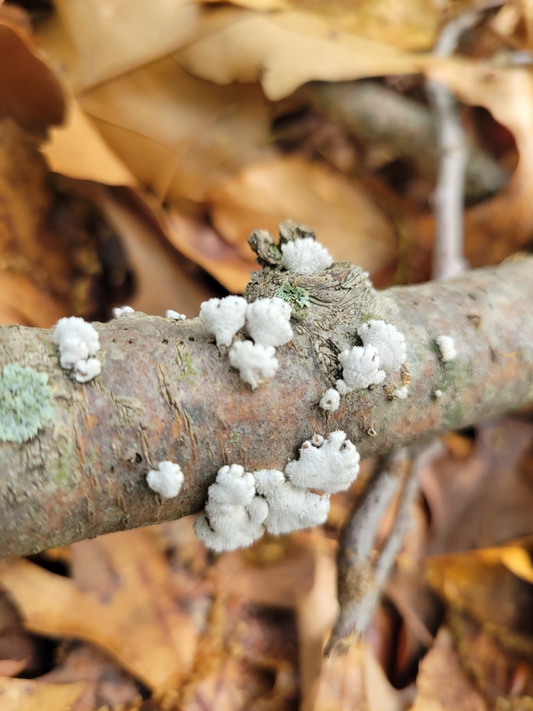 Schizophyllum commune · April 2026 · photo: © mycodelphian (iNaturalist, cc0)