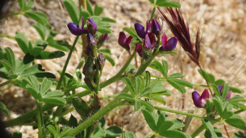 Lupinus brevior