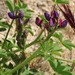 Lupinus brevior - Photo (c) Alan King, some rights reserved (CC BY-NC), uploaded by Alan King