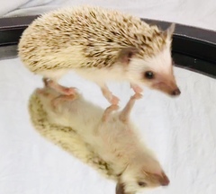 Atelerix