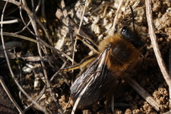 Colletes cunicularius