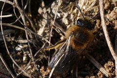 Colletes cunicularius