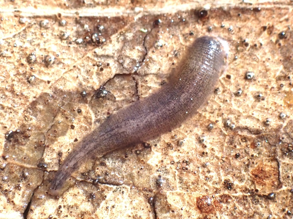 Golden Gate Leech