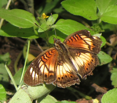 Junonia sophia