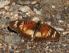 Junonia sophia