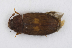 Biphyllus lunatus
