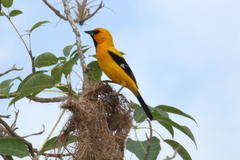 Icterus nigrogularis