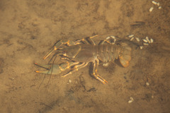Pontastacus leptodactylus