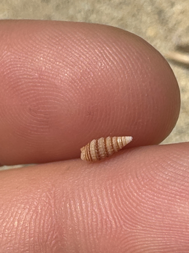 Mastonia cingulifera observed 2026-04-26