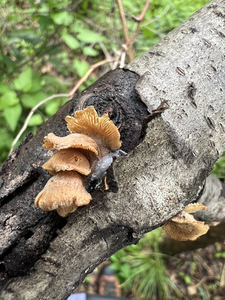 Panellus stipticus · April 2026 · photo: © phillymycobeth (iNaturalist, cc0)
