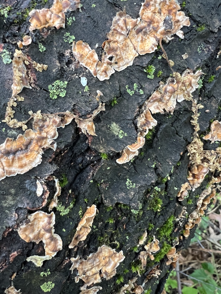 Stereum complicatum · April 2026 · photo: © phillymycobeth (iNaturalist, cc0)