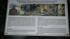 Strelitzia reginae reginae