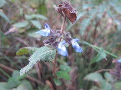 Salvia mocinoi