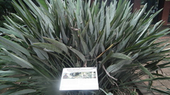 Strelitzia reginae reginae